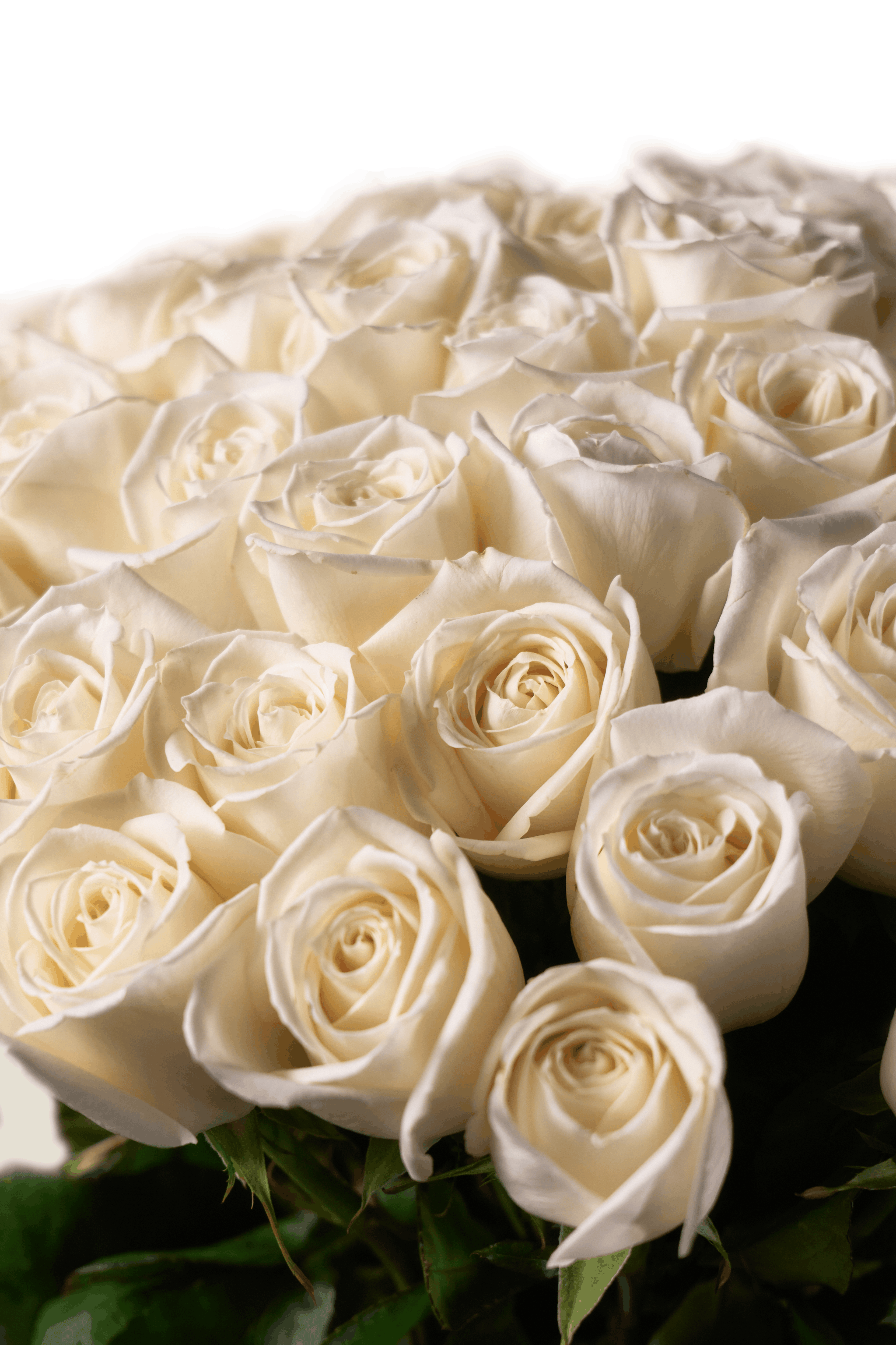 Pure Love Blooms — photo 2
