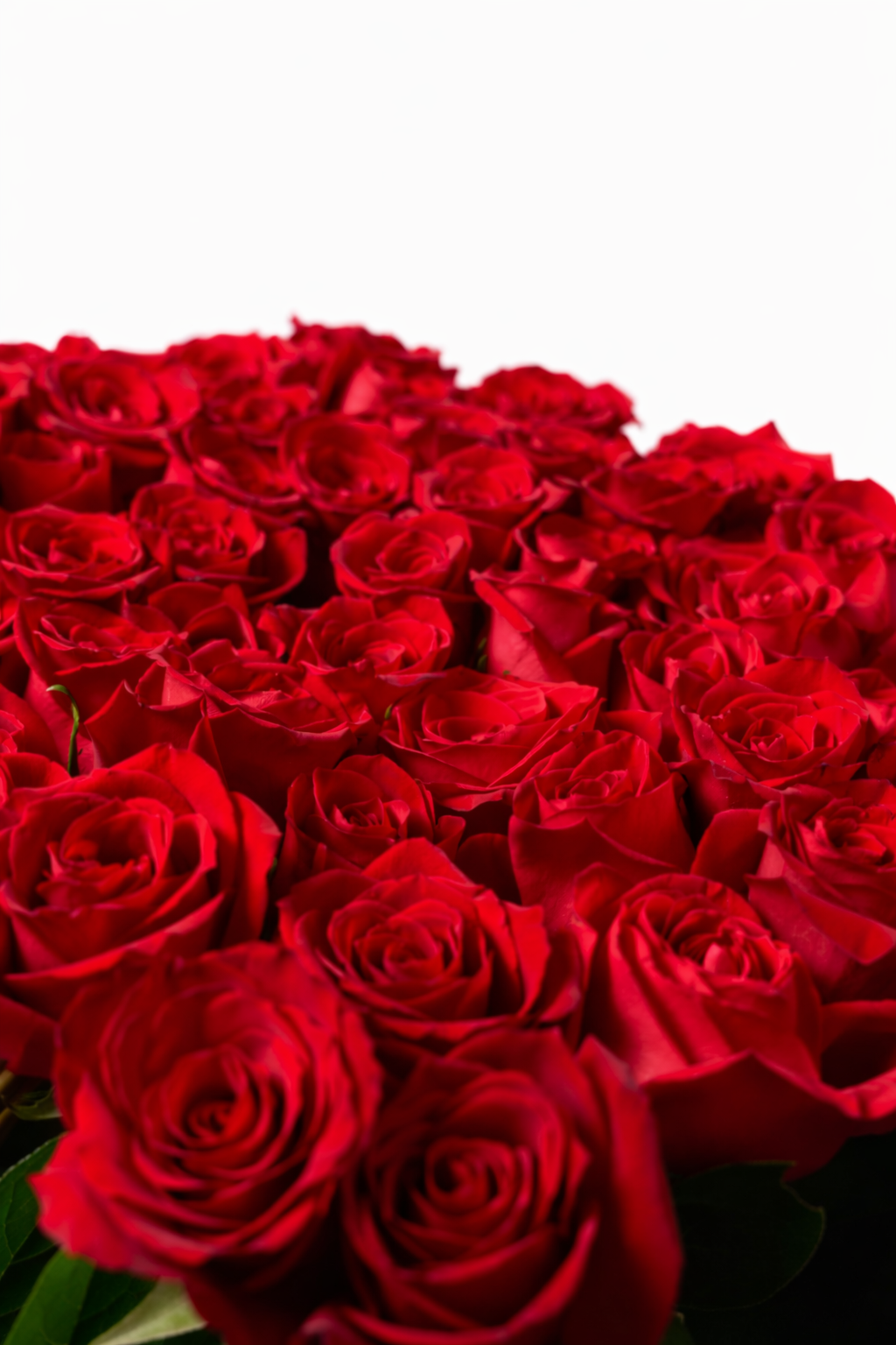 Pink Passion: 100 Roses — photo 3